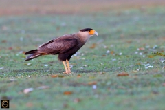 Southern Caracara