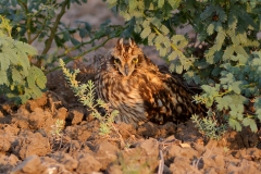 Short Eared Owl