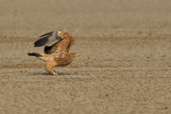 Eastern Imperial Eagle