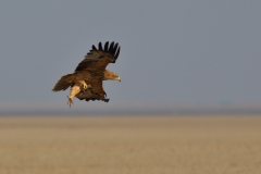 Eastern Imperial Eagle in a flight maneuver