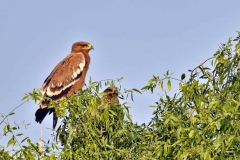 Steppe Eagle