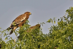 Steppe Eagle