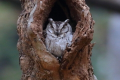 Indian Scops Owl