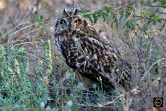 Short Eared Owl