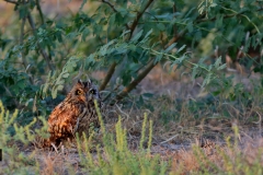 Short Eared Owl