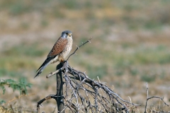 Common Kestrel