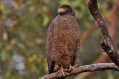 Crested Serpent Eagle