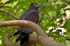 Oriental Honey Buzzard