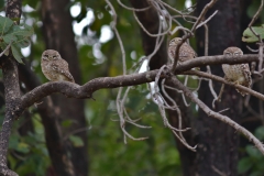 Spotted Owlet