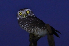 Spotted Owlet