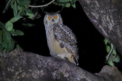 Indian Eagle Owl