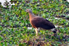 Grey Headed Fish Eagle