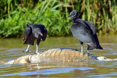 A pair of Black Vultures