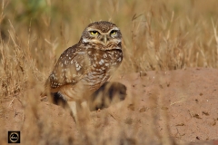 Burrowing Owl