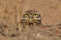 Burrowing Owl
