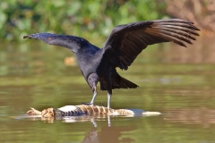 Black Vulture