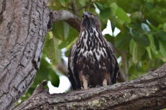 Crested Hawk Eagle