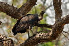 Indian Vulture.