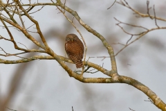 Asian Barred Owlet