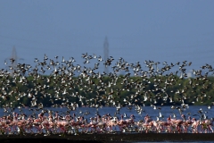 Flamingos and Pelicans