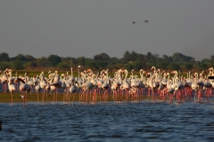 Flamingos Galore