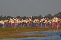Flamingo Procession