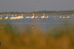 Great White Pelicans