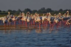 Greater Flamingos