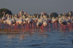 Greater Flamingos
