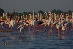 Greater Flamingos