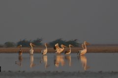 Great White Pelicans