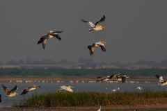 Show off in flight!