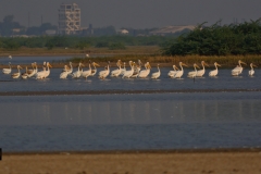 Procession of Great White Pelicans