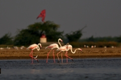 Antics - Greater Flamingos