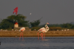 Antics - Greater Flamingos