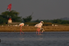 Antics - Greater Flamingos