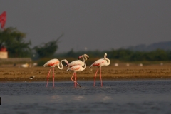 Antics - Greater Flamingos