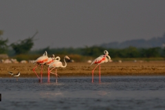 Antics - Greater Flamingos