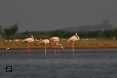 Antics - Greater Flamingos