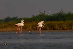 Antics - Greater Flamingos