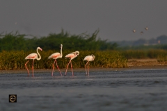 Antics - Greater Flamingos