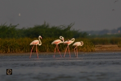 Antics - Greater Flamingos