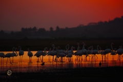 Flamingos at Dusk