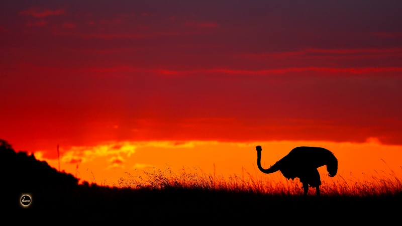 Ostrich in a different light