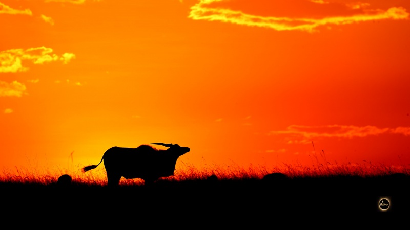 Masai Mara Hues