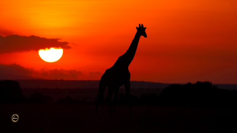 Magical Dawn in Masai Mara
