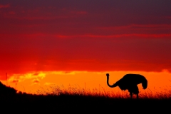 Ostrich in a different light