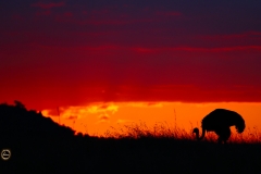 Yet another Ostrich in a different light