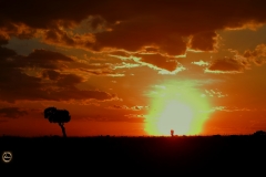 Masai Mara Magic