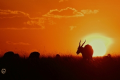 Enchanting Masai Mara